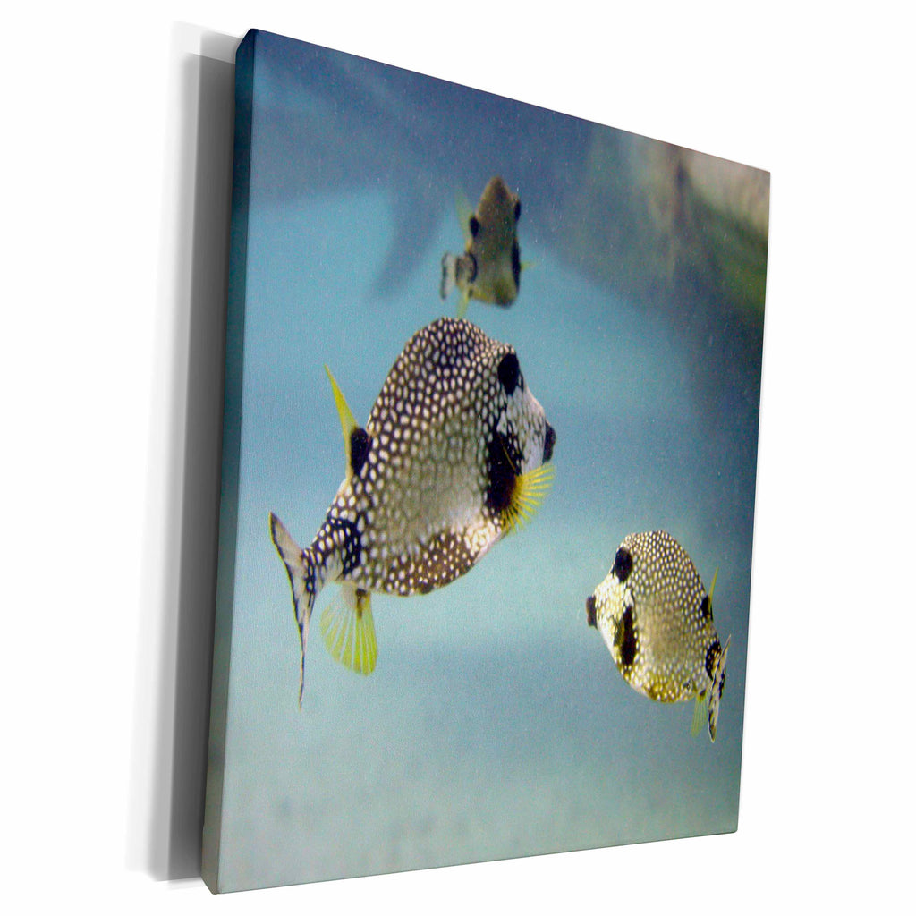 3dRose BrooklynMeMe Fish - Smooth Trunkfish - Museum Grade Canvas Wrap (cw_200885)