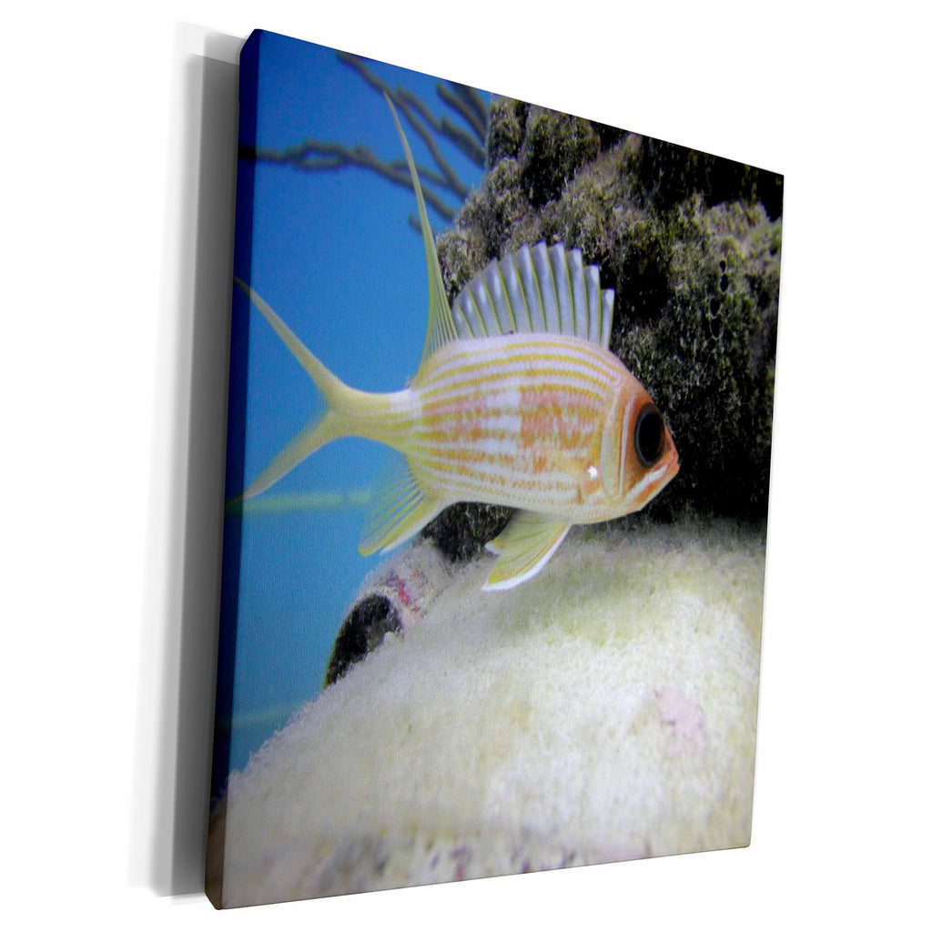 3dRose BrooklynMeMe Fish - Squirrelfish - Museum Grade Canvas Wrap (cw_200887)