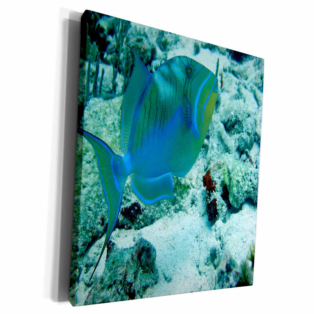3dRose BrooklynMeMe Fish - Queen Triggerfish - Museum Grade Canvas Wrap (cw_200891)