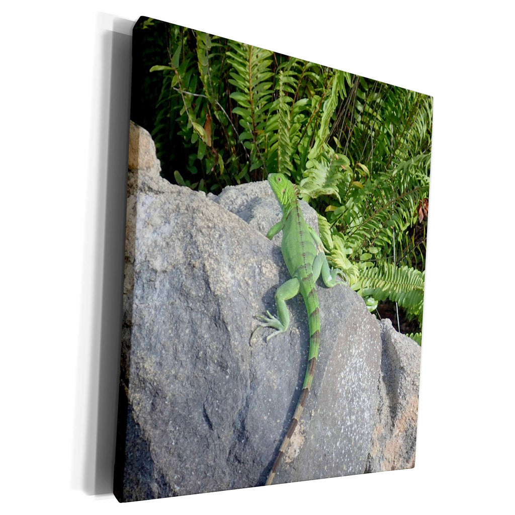 3dRose BrooklynMeMe Fish - Green Iguana - Museum Grade Canvas Wrap (cw_200896)
