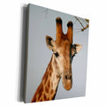 3dRose South African Giraffe head face sky background - Museum Grade Canvas Wrap (cw_20123)