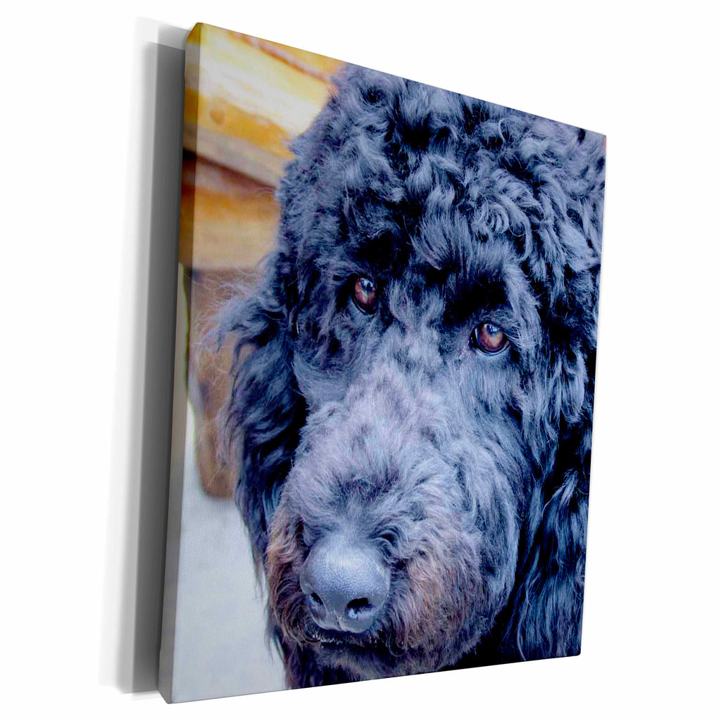 3dRose Jackie Popp animals - Poodle - Museum Grade Canvas Wrap (cw_201545)