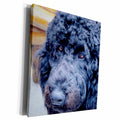 3dRose Jackie Popp animals - Poodle - Museum Grade Canvas Wrap (cw_201545)