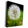 3dRose White Fluffy Dandelion In Spring - Museum Grade Canvas Wrap (cw_202463)