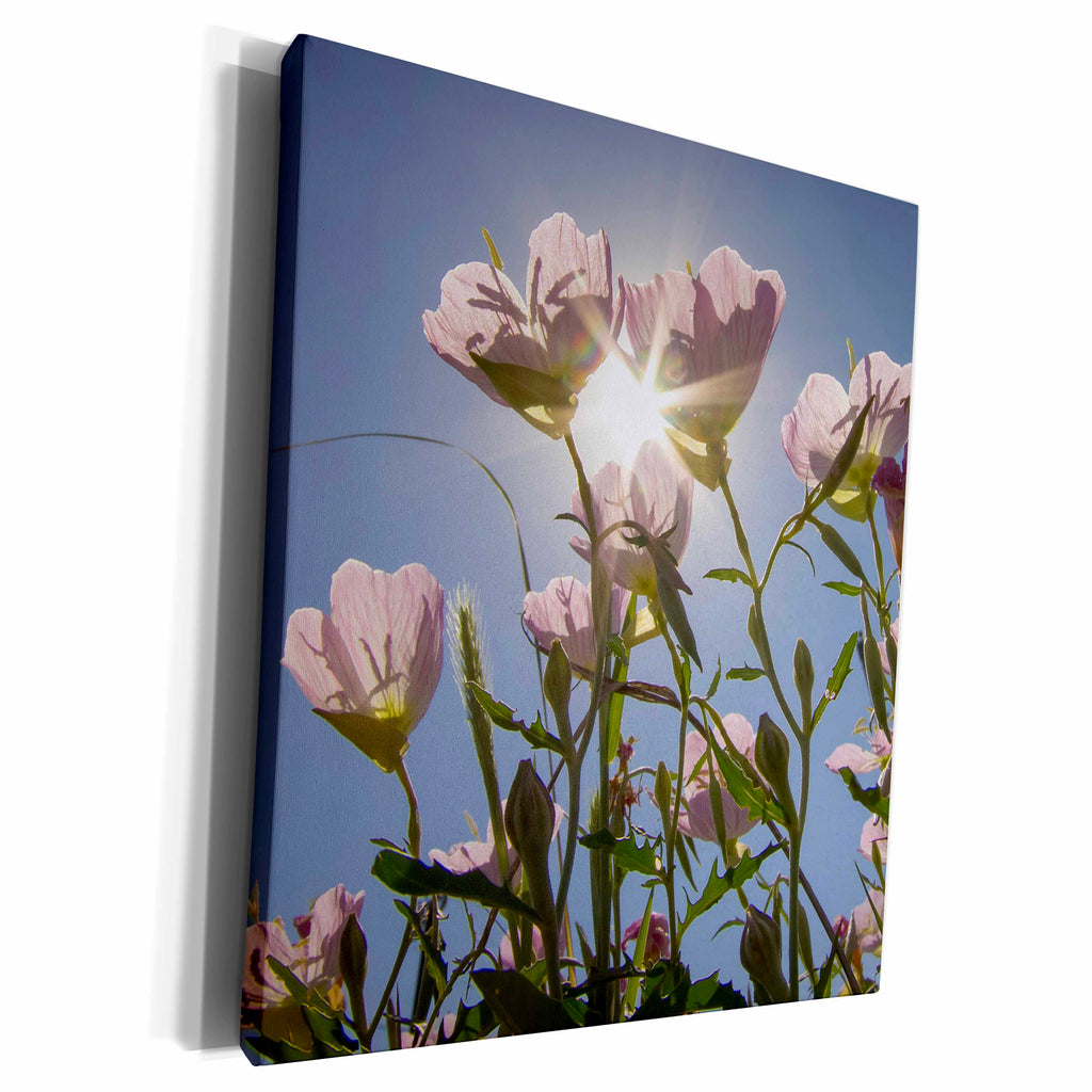 3dRose Showy primrose, Lockhart, Texas - Museum Grade Canvas Wrap (cw_205276)
