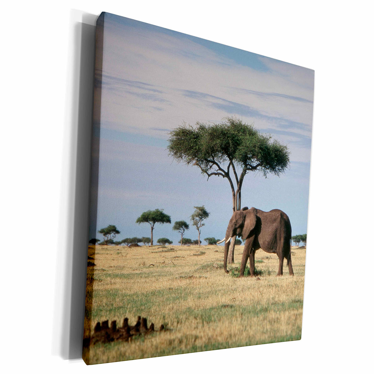 3dRose Kenya, Maasai Mara National Reserve, African Elephant. - Museum Grade Canvas Wrap (cw_205558)