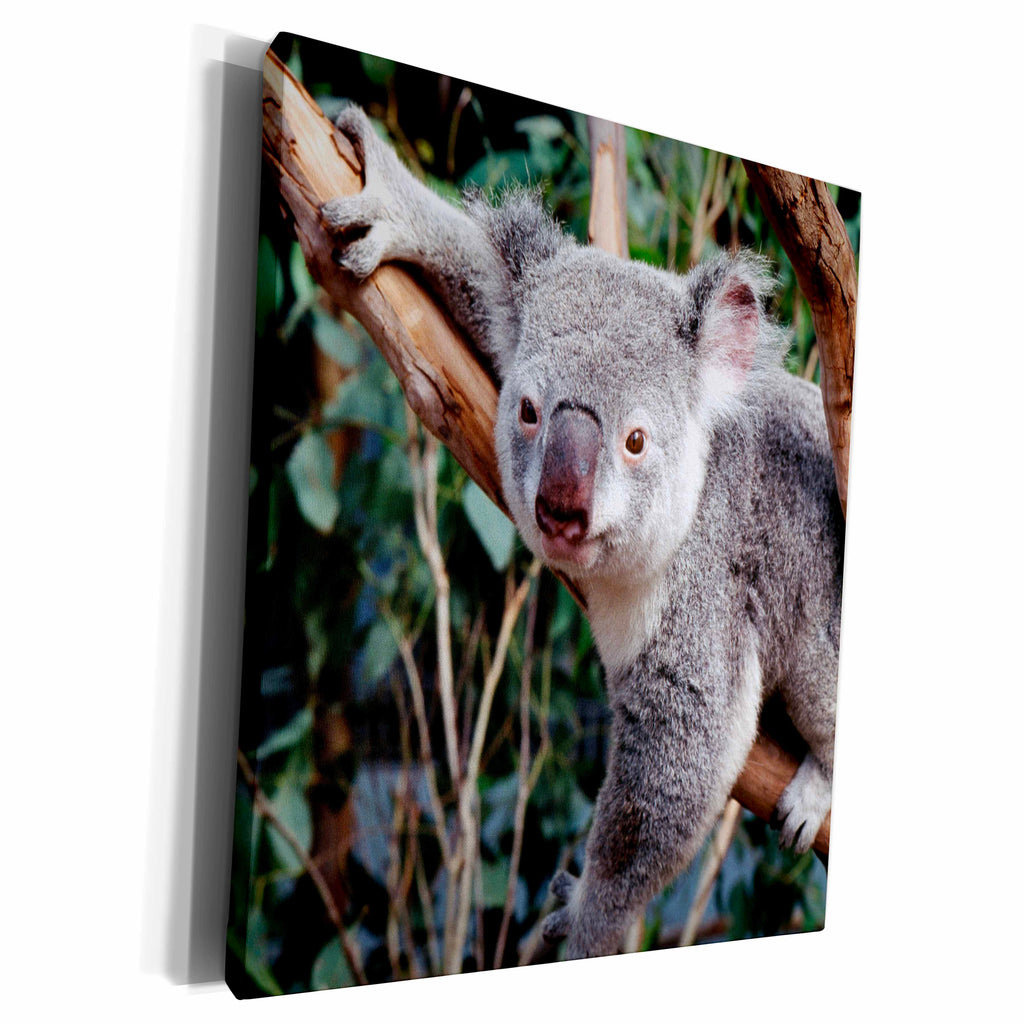 3dRose Australia, Sydney, Featherdale Wildlife Park, Koala... - Museum Grade Canvas Wrap (cw_205561)