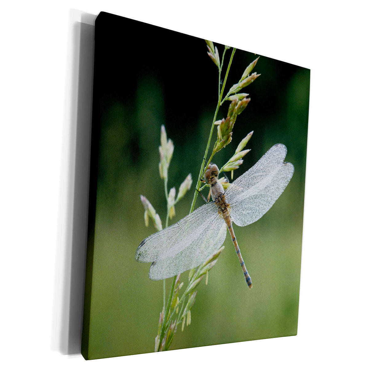 3dRose Dew covered Darner Dragonfly - Museum Grade Canvas Wrap (cw_205597)