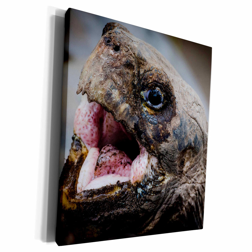 3dRose Danita Delimont - Tortoise - Giant Galapagos Tortoise. - Museum Grade Canvas Wrap (cw_205601)