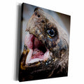 3dRose Danita Delimont - Tortoise - Giant Galapagos Tortoise. - Museum Grade Canvas Wrap (cw_205601)