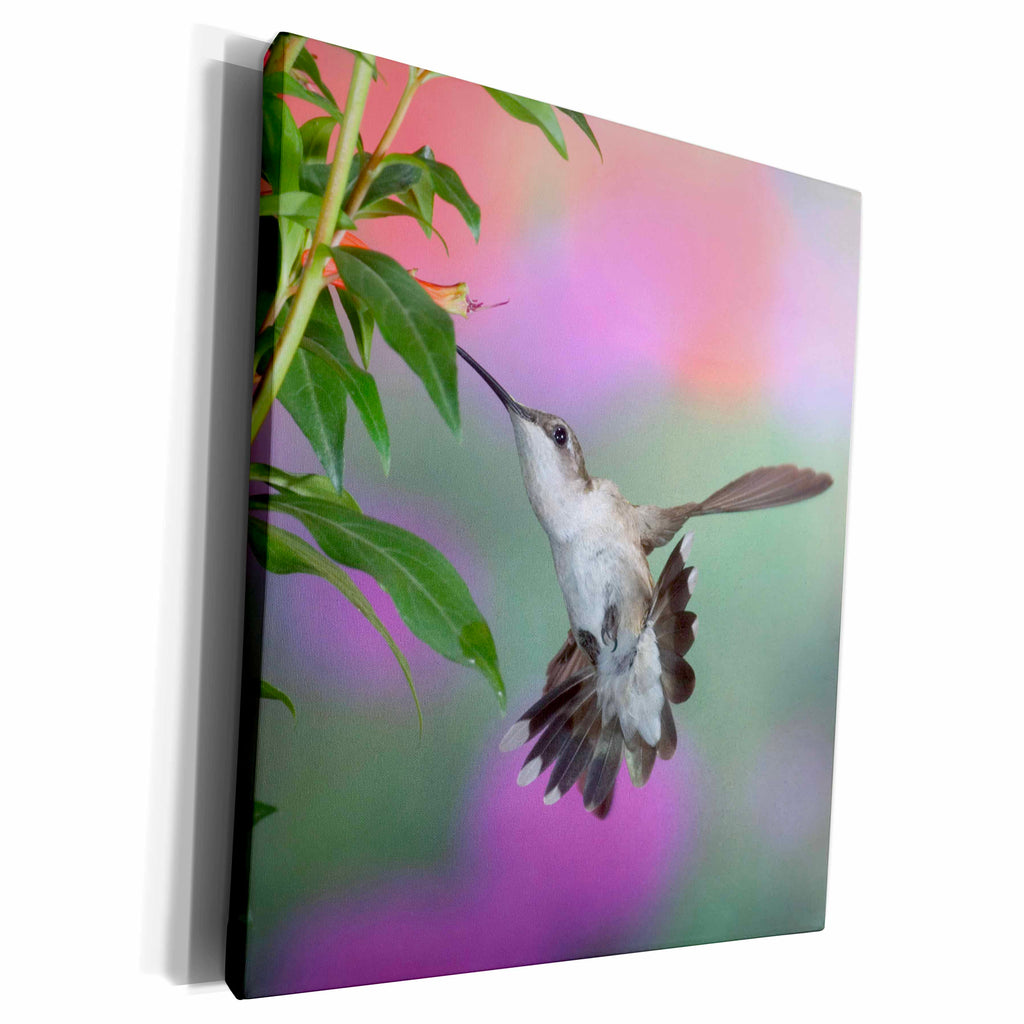3dRose Ruby-throated Hummingbird female - Museum Grade Canvas Wrap (cw_205971)