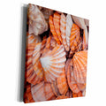 3dRose Danita Delimont - Shells - Key West, seashells. - Museum Grade Canvas Wrap (cw_206124)