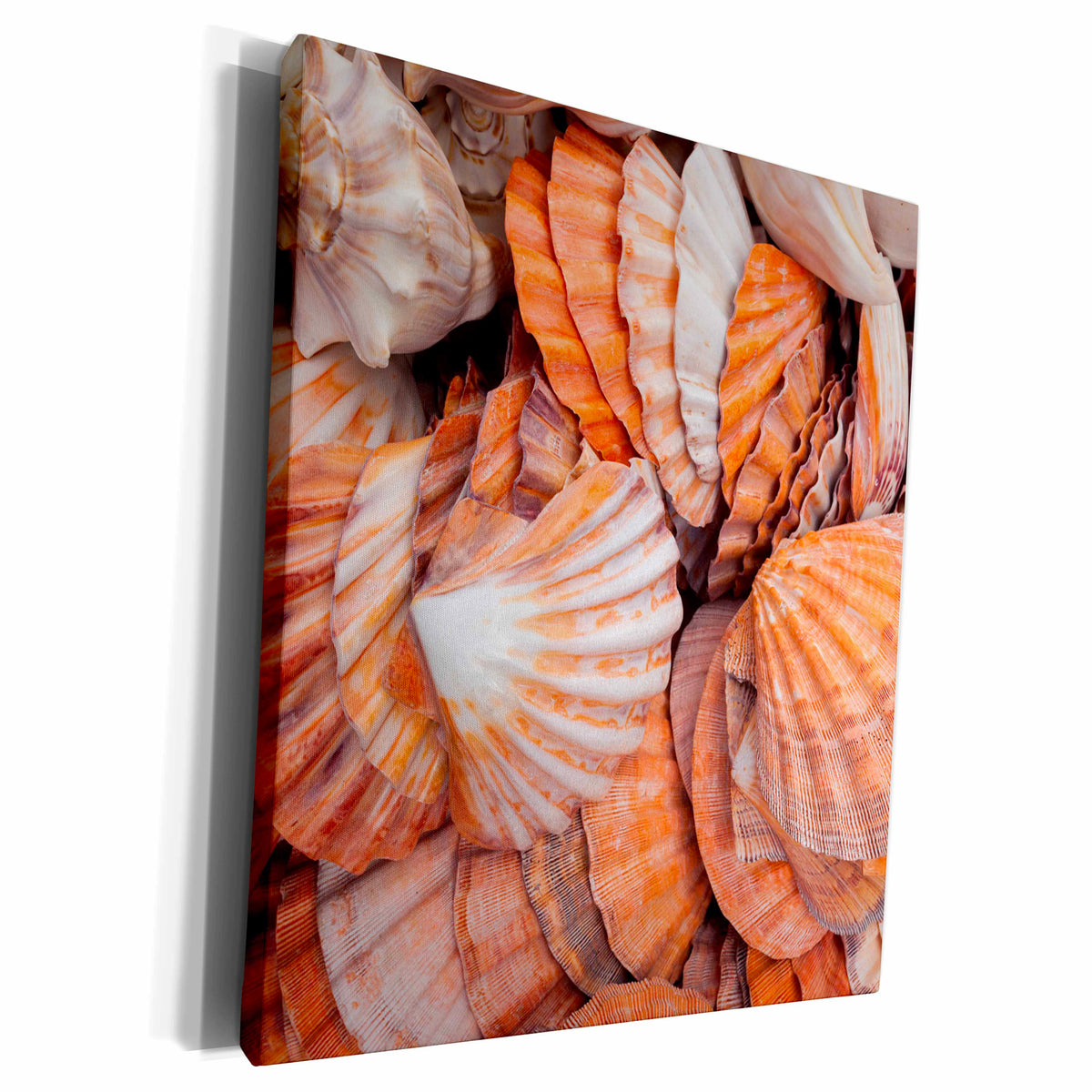 3dRose Danita Delimont - Shells - Key West, seashells. - Museum Grade Canvas Wrap (cw_206124)