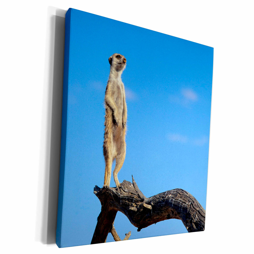 3dRose A Suricate sentinel standing on a log. - Museum Grade Canvas Wrap (cw_206168)