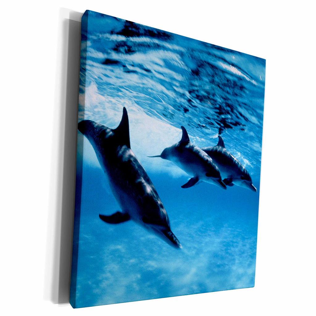 3dRose Danita Delimont - Dolphins - Trio of Dolphins - Museum Grade Canvas Wrap (cw_206330)