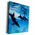 3dRose Danita Delimont - Dolphins - Trio of Dolphins - Museum Grade Canvas Wrap (cw_206330)