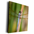 3dRose Yellow-sided Skimmer, Libellula flavida, male, Wayne... - Museum Grade Canvas Wrap (cw_206365)