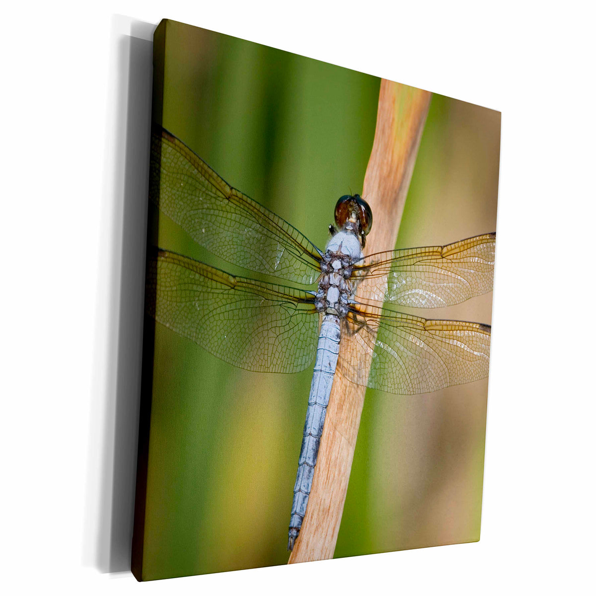 3dRose Yellow-sided Skimmer, Libellula flavida, male, Wayne... - Museum Grade Canvas Wrap (cw_206365)