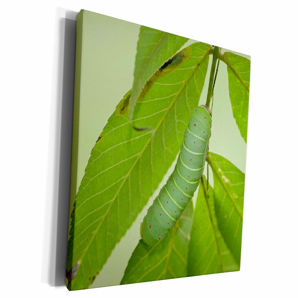 3dRose Luna Moth caterpillar on a Hickory Tree, Carya Sp - Museum Grade Canvas Wrap (cw_206559)