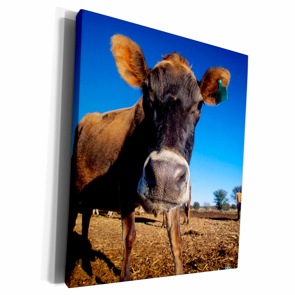 3dRose A Jersey cow being inquisitive. - Museum Grade Canvas Wrap (cw_206664)