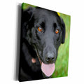 3dRose Danita Delimont - Dogs - Dog - Black Labrador. - Museum Grade Canvas Wrap (cw_206818)