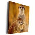 3dRose A Suricate mother and young interacting. - Museum Grade Canvas Wrap (cw_207019)