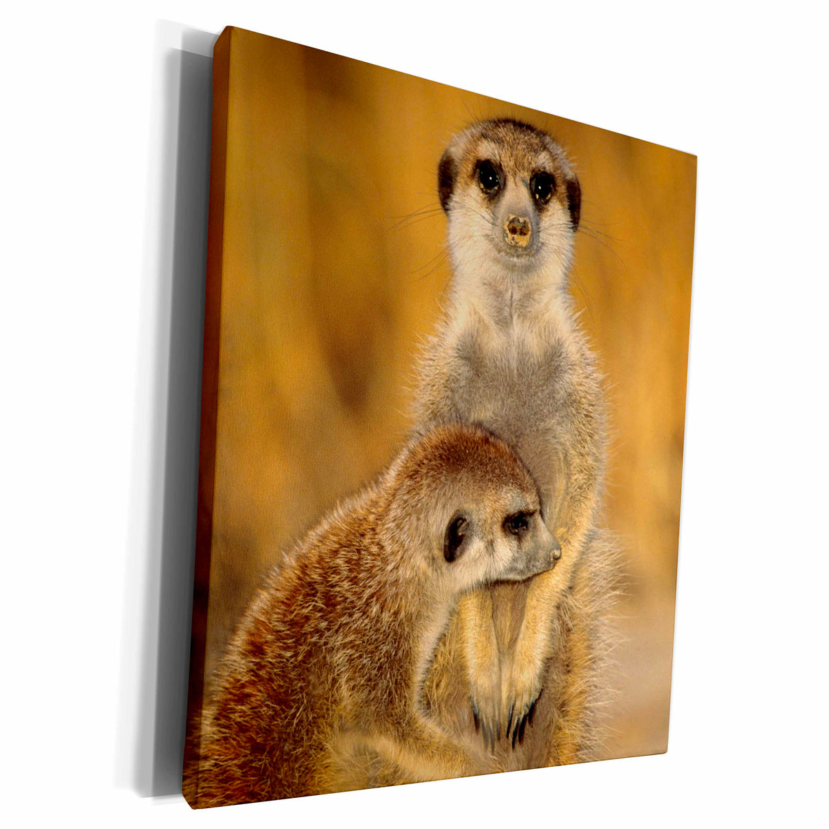3dRose A Suricate mother and young interacting. - Museum Grade Canvas Wrap (cw_207019)