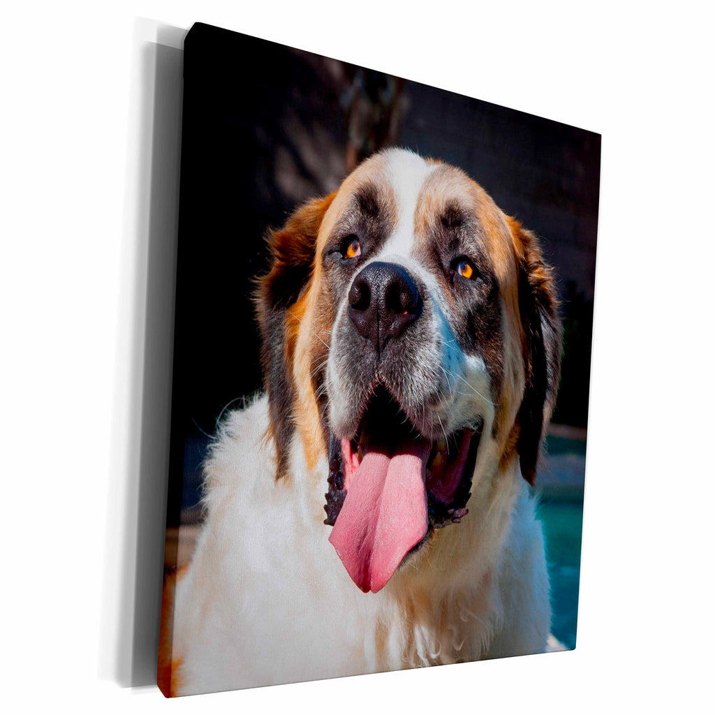 3dRose Portrait of a Saint Bernard, MR, Museum Grade Canvas Wrap (cw_207151)