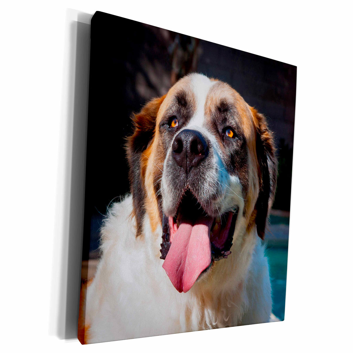 3dRose Portrait of a Saint Bernard, MR, Museum Grade Canvas Wrap (cw_207151)