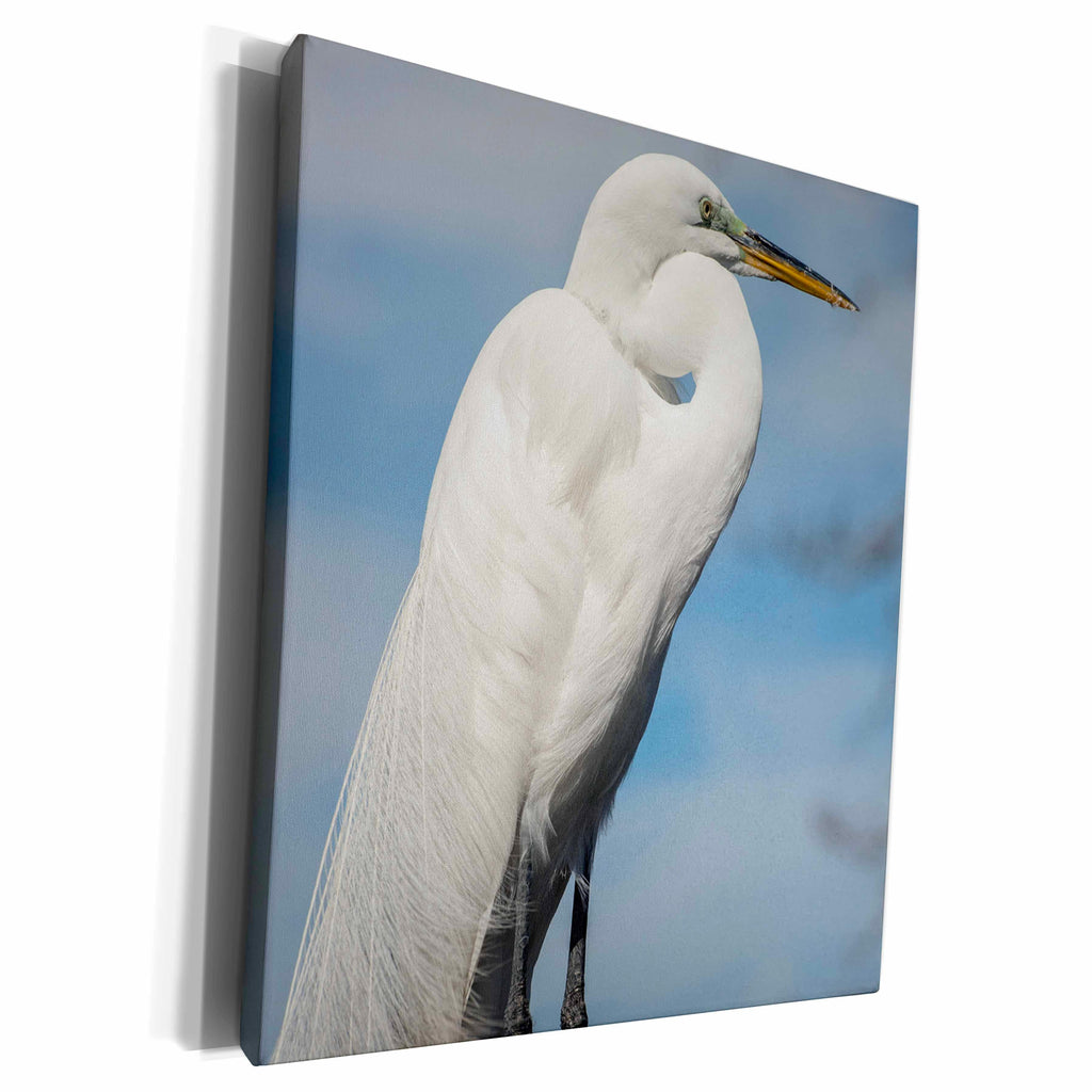 3dRose USA, Florida, Orlando, Great Egret, Gatorland. - Museum Grade Canvas Wrap (cw_207199)