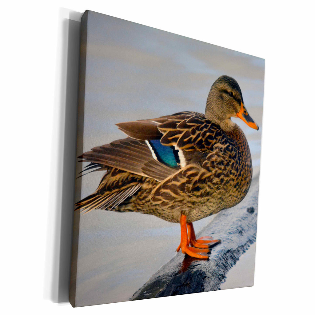 3dRose Female mallard at Crystal Springs Rhododendron... - Museum Grade Canvas Wrap (cw_207211)