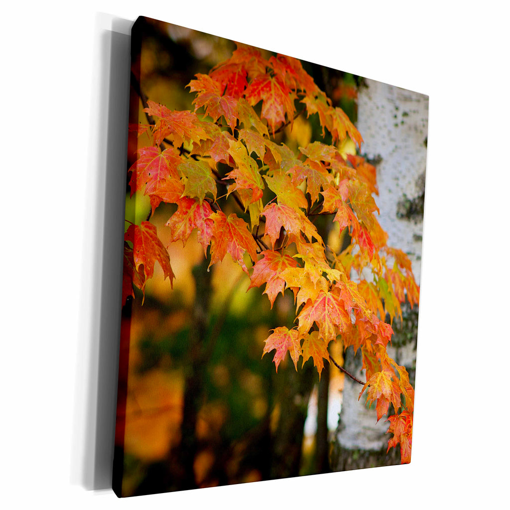 3dRose Michigan, Upper Peninsula. Bewabic SP. Maple tree... - Museum Grade Canvas Wrap (cw_207669)