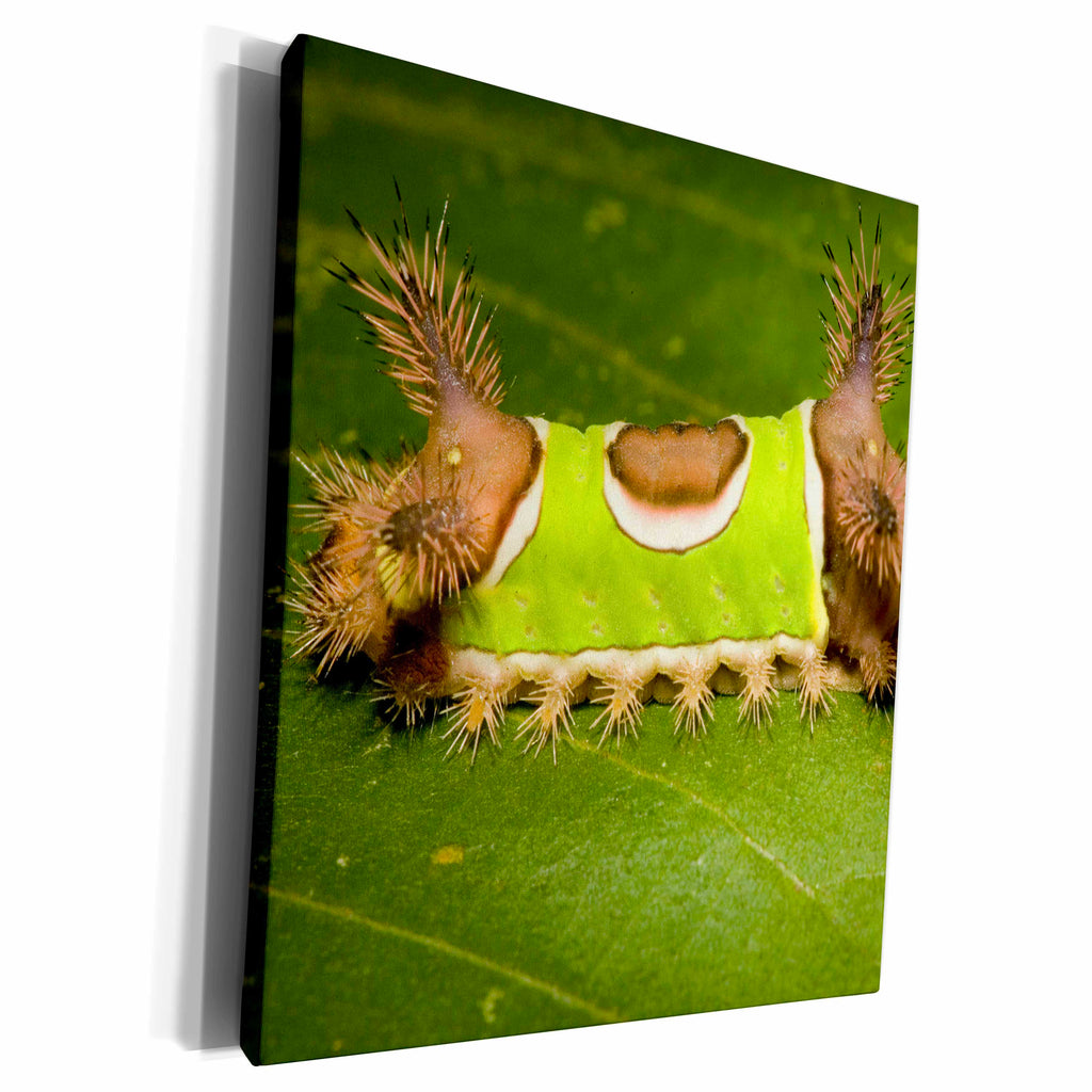 3dRose Saddleback Moth caterpillar, Sibene stimulea,... - Museum Grade Canvas Wrap (cw_208478)