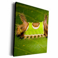 3dRose Saddleback Moth caterpillar, Sibene stimulea,... - Museum Grade Canvas Wrap (cw_208478)