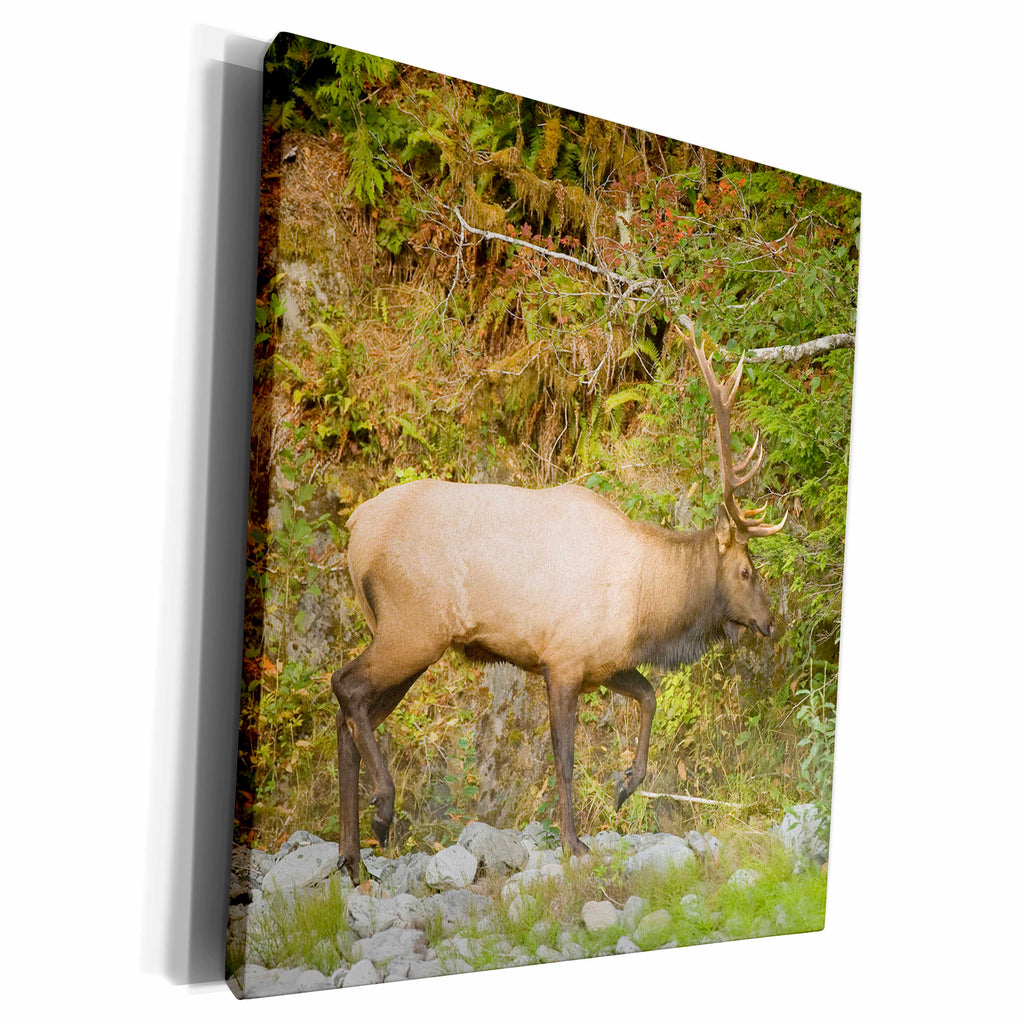 3dRose Washington, Olympic NP, Quinault River. Roosevelt elk... - Museum Grade Canvas Wrap (cw_209637)