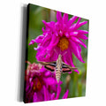 3dRose White-lined sphinx moth feeds on flower nectar in... - Museum Grade Canvas Wrap (cw_210041)