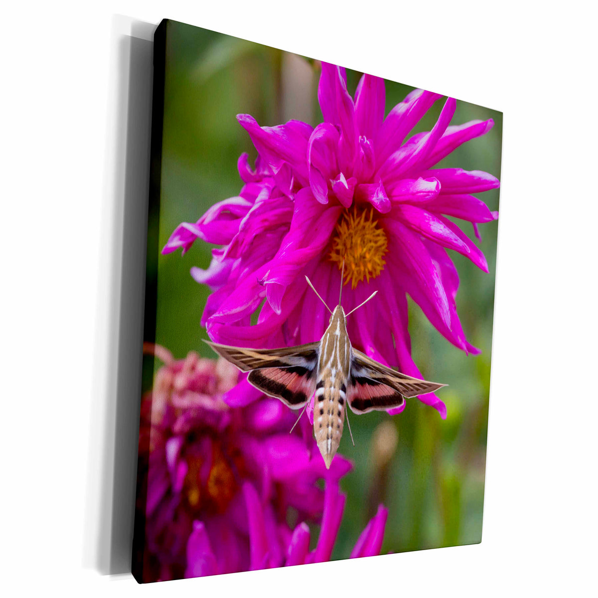 3dRose White-lined sphinx moth feeds on flower nectar in... - Museum Grade Canvas Wrap (cw_210041)