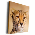 3dRose Namibia - Close-up of a female cheetah. - Museum Grade Canvas Wrap (cw_210119)