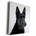 3dRose Scottish terrier - Museum Grade Canvas Wrap (cw_21045)