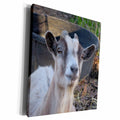 3dRose Grey and white goat - Museum Grade Canvas Wrap (cw_21058)