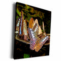3dRose Rainbow butterflies full dish - Museum Grade Canvas Wrap (cw_21090)