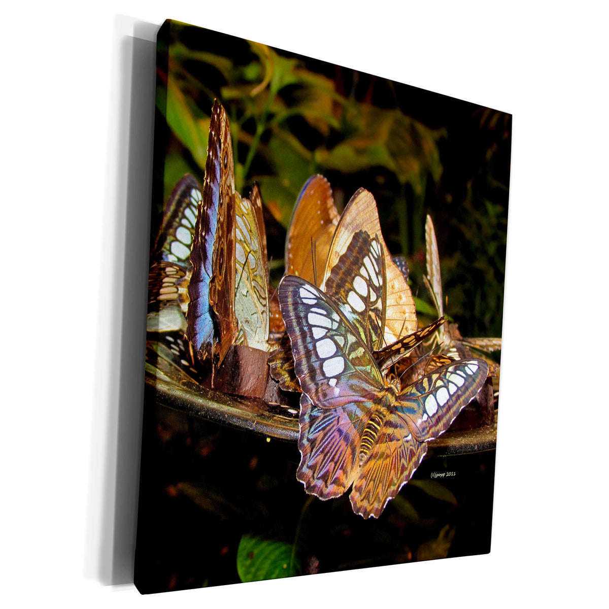 3dRose Rainbow butterflies full dish - Museum Grade Canvas Wrap (cw_21090)