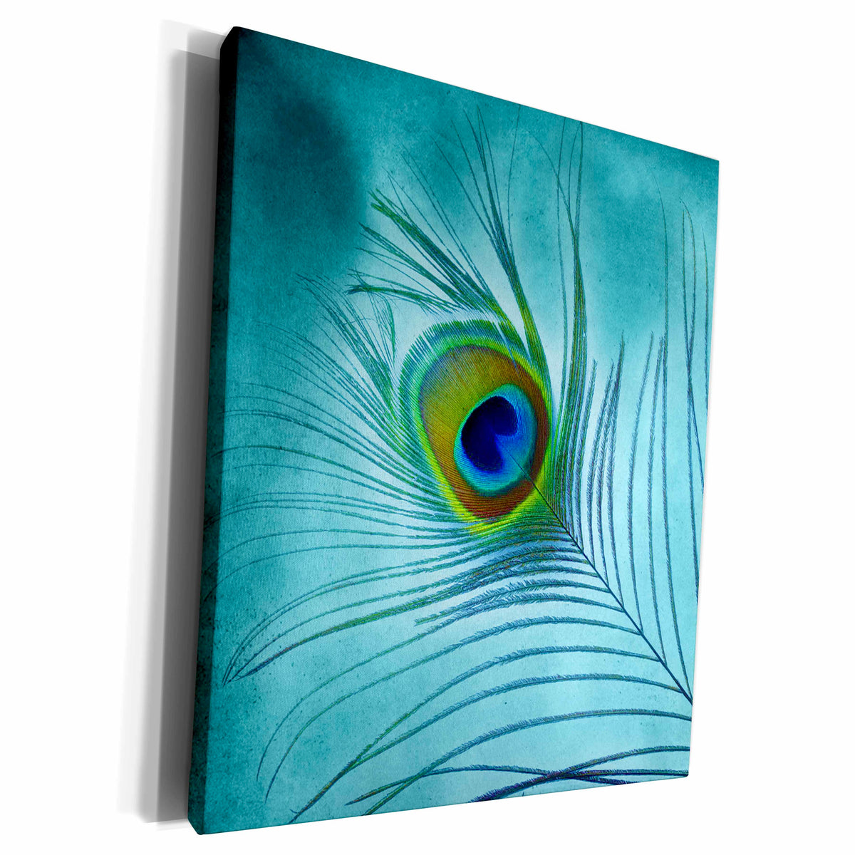 3dRose Peacock Feather on Turquoise Background - Museum Grade Canvas Wrap (cw_211236)