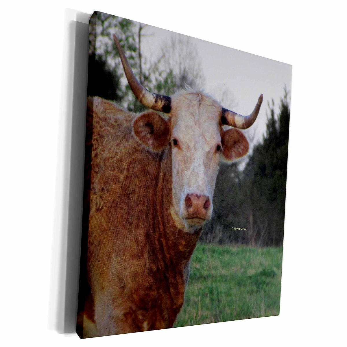 3dRose Cow face up close - Museum Grade Canvas Wrap (cw_21159)
