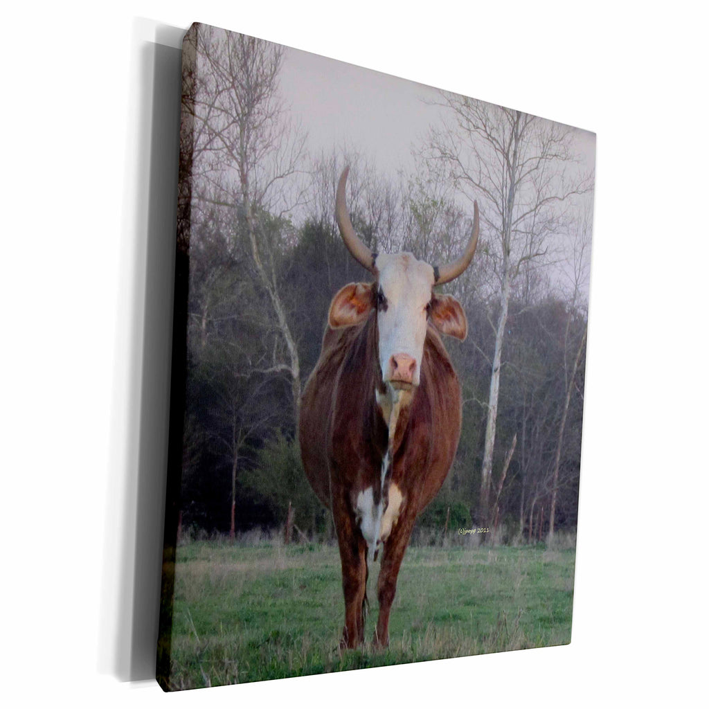 3dRose Different cow up close - Museum Grade Canvas Wrap (cw_21160)