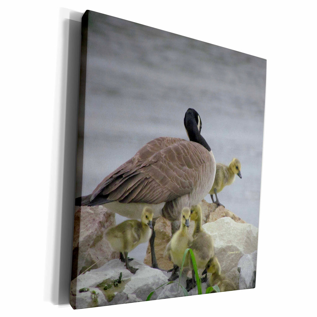 3dRose Canada Goose and babies - Museum Grade Canvas Wrap (cw_21173)