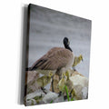 3dRose Canada Goose and babies - Museum Grade Canvas Wrap (cw_21173)