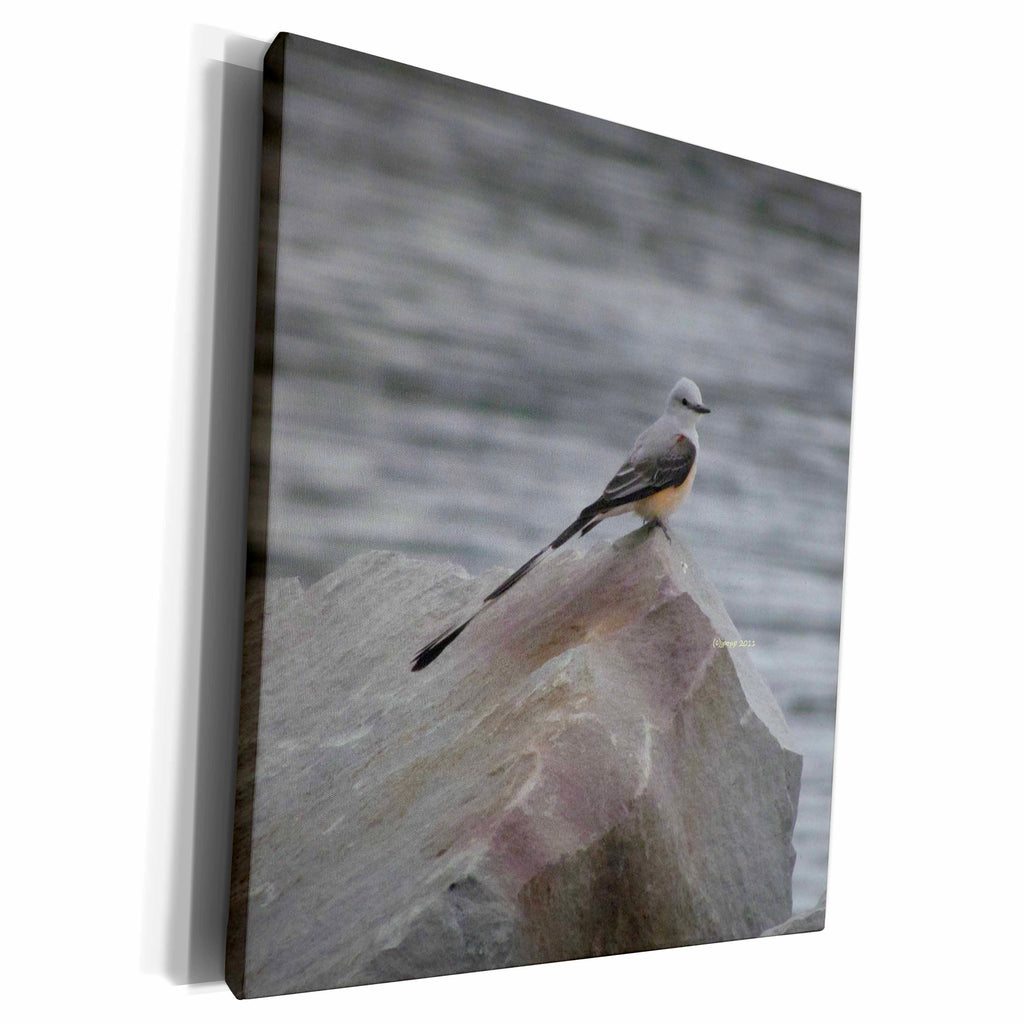 3dRose Scissor Tailed Flycatcher - Museum Grade Canvas Wrap (cw_21174)
