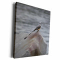 3dRose Scissor Tailed Flycatcher - Museum Grade Canvas Wrap (cw_21174)