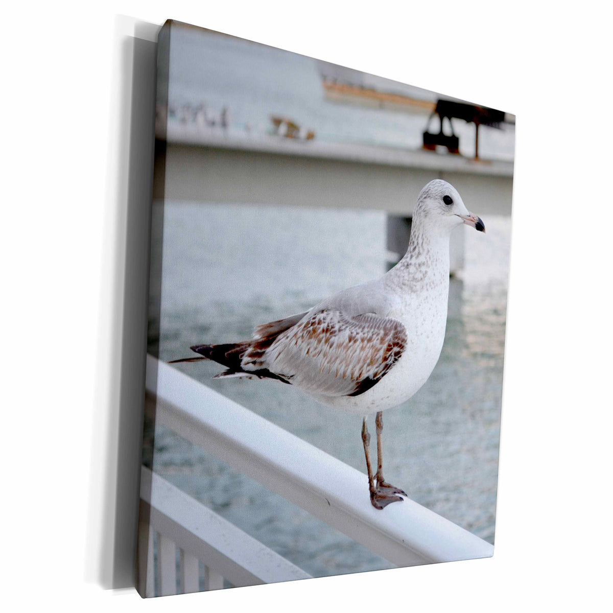 3dRose Seagull on rail facing right bird - Museum Grade Canvas Wrap (cw_212439)